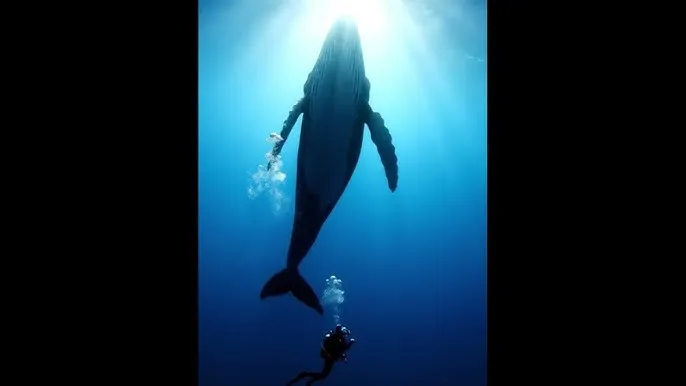 樱花动漫为什么看不了了 - 深蓝星球：探索海洋深处的未知世界